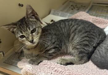 Rescue Domestic Short Hair Cats for Adoption in Atlanta, Georgia - Amara | PetCurious