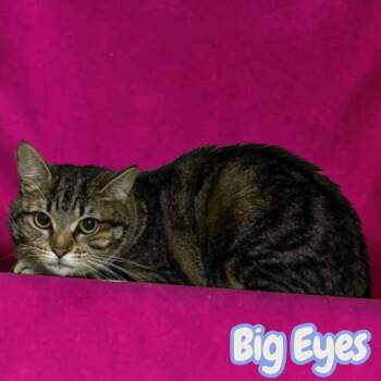Domestic Short Hair Cats Available for Adoption in Sorrento, Louisiana - Big Eyes | PetCurious