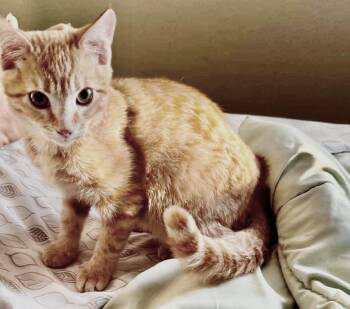 Auggie -  Domestic Short Hair Cat for Adoption in Boca Raton, Florida - Auggie | PetCurious