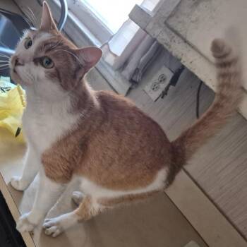 Domestic Short Hair Cats Available for Adoption - 02/15/2026-Stray-ClubHouseRoad-"Memphis"8980 | PetCurious