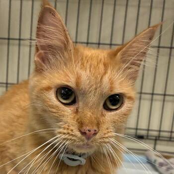 Alley -  Maine Coon Cat for Adoption in Bronson, Florida - Alley | PetCurious