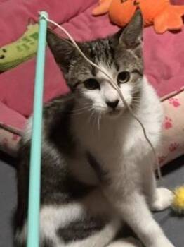Hemingway -  Domestic Short Hair Cat for Adoption in New Woodstock, New York - Hemingway | PetCurious