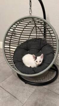 Parmesan -  Turkish Van Cat for Adoption in Parlier, California - Parmesan | PetCurious