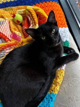 Domestic Short Hair Cats Available for Adoption in Lake Dallas, Texas - Fajita | PetCurious