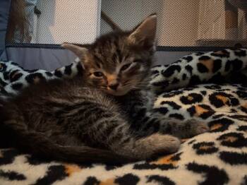 Ricky -  Domestic Short Hair Cat for Adoption in Johnson City, Tennessee - Ricky | PetCurious