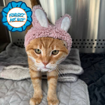 Rescue Domestic Short Hair Cats for Adoption in Baltimore, Maryland - Sam | PetCurious