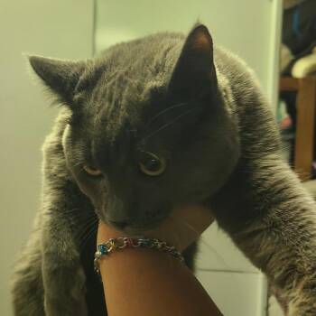 Domestic Short Hair and Russian Blue Cats Available for Adoption - Chad | PetCurious
