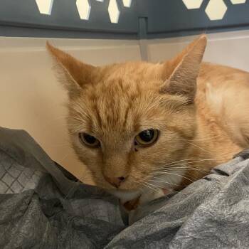 Peaches -  Domestic Short Hair Cat for Adoption in Lynchburg, Virginia - Peaches | PetCurious