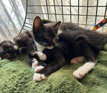 Domestic Short Hair Cats Available for Adoption in Phoenix, Arizona - Lyle | PetCurious
