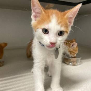 FEZ -  Domestic Short Hair Cat for Adoption in Aurora, Colorado - FEZ | PetCurious