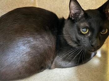 Domestic Short Hair Cats Available for Adoption in Bryant, Arkansas - Onyx | PetCurious