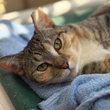 Rescue Domestic Short Hair Cats for Adoption - Wacky Cathy | PetCurious