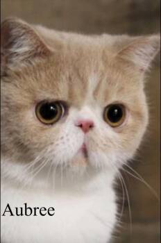 Aubree -  Exotic Shorthair Cat for Adoption in Woodmere, New York - Aubree | PetCurious