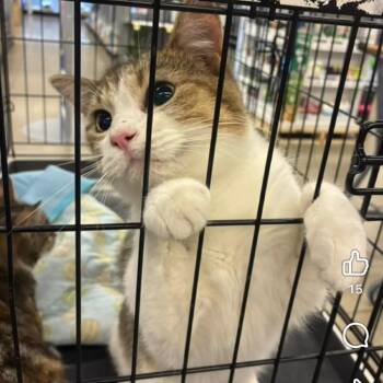 Bensyn -  Domestic Short Hair Cat for Adoption in Greenfield, Indiana - Bensyn | PetCurious