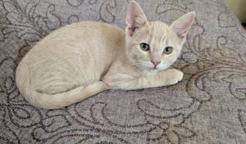 Biscuit -  Domestic Short Hair Cat for Adoption in Green Valley, Arizona - Biscuit | PetCurious