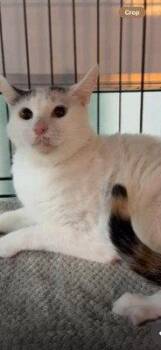 Survi -  Domestic Short Hair Cat for Adoption in Herndon, Virginia - Survi | PetCurious