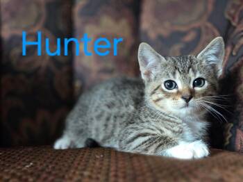 Hunter -  Domestic Short Hair and Tabby Cat for Adoption in Omaha, Nebraska - Hunter | PetCurious