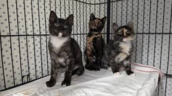 Bat Girl -  Domestic Medium Hair Cat for Adoption in Novato, California - Bat Girl | PetCurious