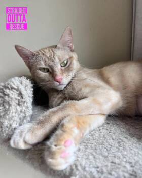Rescue Tabby Cats for Adoption in Vancouver, British Columbia - Saffran | PetCurious