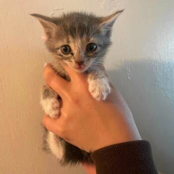 Libby -  Domestic Short Hair Cat for Adoption in Corbin, Kentucky - Libby | PetCurious