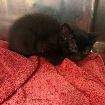 Sweetpea -  Domestic Short Hair Cat for Adoption in Philadelphia, Pennsylvania - Sweetpea | PetCurious