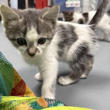 Rescue Domestic Short Hair Cats for Adoption in Crookston, Minnesota - Winter | PetCurious