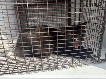 A660986 -  Domestic Medium Hair Cat for Adoption in Houston, Texas - A660986 | PetCurious