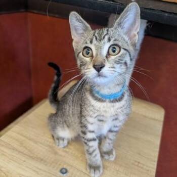 George -  Domestic Short Hair Cat for Adoption in Rochester, Minnesota - George | PetCurious