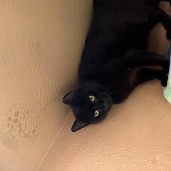 Bullet -  Domestic Short Hair Cat for Adoption in Mayfield, New York - Bullet | PetCurious