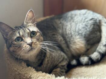 Rescue Domestic Short Hair Cats for Adoption in Mount Laurel Township, New Jersey - Humility Riverton | PetCurious