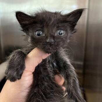 Domestic Short Hair Cats Available for Adoption in Clearwater, Florida - Gorgonzola | PetCurious