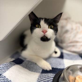 Navi -  Domestic Short Hair Cat for Adoption in Port Richey, Florida - Navi | PetCurious