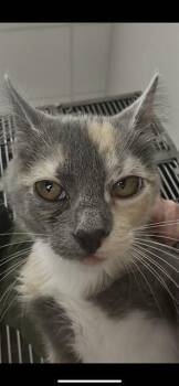 Domestic Short Hair Cats Available for Adoption in Killeen, Texas - ECHO | PetCurious