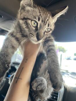 Rescue Domestic Short Hair Cats for Adoption in Jemez Pueblo, New Mexico - Mocha | PetCurious