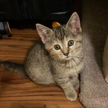 Rescue Domestic Short Hair Cats for Adoption in Evansville, Indiana - Tootsie | PetCurious