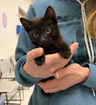 Domestic Medium Hair Cats Available for Adoption in Sacramento, California - Caramel Frappe  | PetCurious