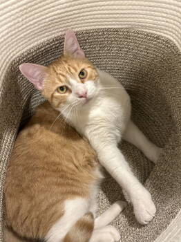 Rescue Domestic Short Hair Cats for Adoption in Broomall, Pennsylvania - Park | PetCurious