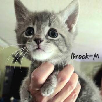Brock -  American Shorthair Cat for Adoption in Bethel, Connecticut - Brock | PetCurious