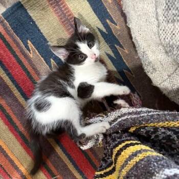 Rescue Domestic Short Hair Cats for Adoption in Los Angeles, California - Domino | PetCurious