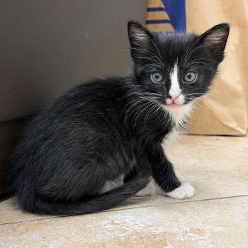 Jo Jo Bean -  Domestic Short Hair Cat for Adoption in Hilton Head Island, South Carolina - Jo Jo Bean | PetCurious