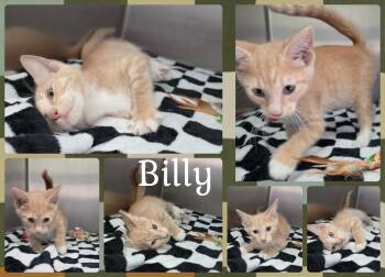 Billy -  Domestic Short Hair Cat for Adoption in Universal City, Texas - Billy | PetCurious