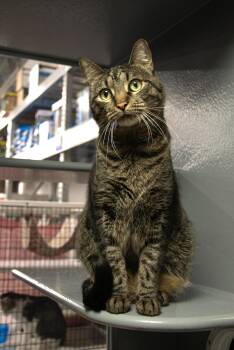 Rescue Tabby Cats for Adoption in Spring, Texas - Diesel - Kuykendahl/99 Petsmart | PetCurious