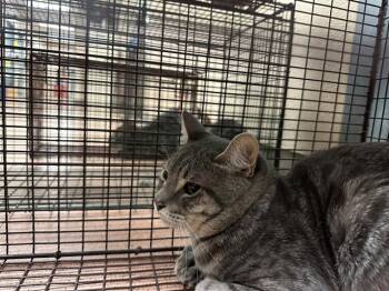 Rescue Domestic Short Hair Cats for Adoption in San Jose, California - A1395869 | PetCurious