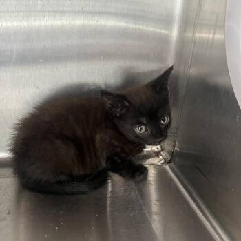 Wednesday -  Domestic Short Hair Cat for Adoption in Richmond Hill, Georgia - Wednesday | PetCurious