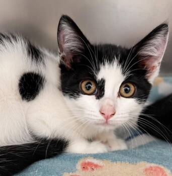Chloe -  Domestic Short Hair Cat for Adoption in Labelle, Florida - Chloe | PetCurious