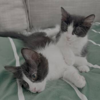 Domestic Short Hair Cats Available for Adoption - Ollie | PetCurious