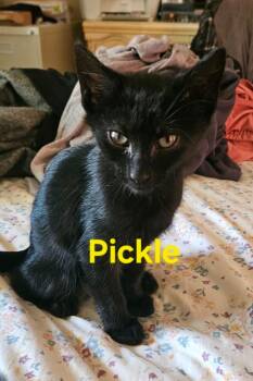 Pickle -  Domestic Short Hair Cat Available for Adoption in Johnson City, Tennessee - Pickle | PetCurious
