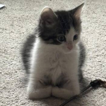 Eddie -  Domestic Short Hair Cat for Adoption in Ashland, Virginia - Eddie | PetCurious