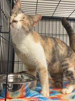 Calico Cats Available for Adoption in Lockhart, Texas - Alpha | PetCurious