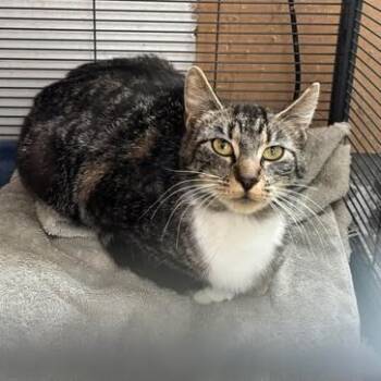 Rescue Domestic Medium Hair Cats for Adoption in Nampa, Idaho - Solara | PetCurious